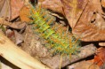 /album/photo-gallery-wildlife1/caterpillar-sp-1-cristalino-jpg/